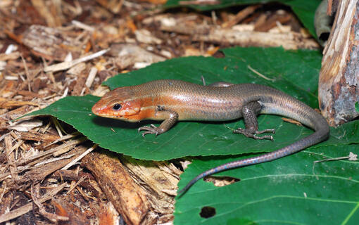 Broadhead skink resting on leaf