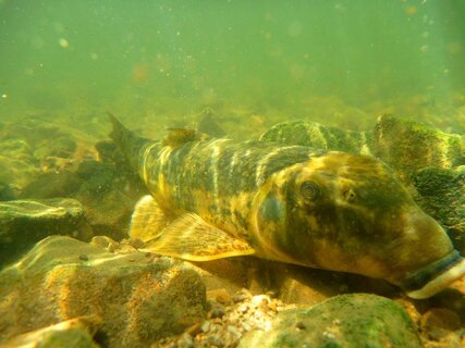 Underwater image of Northern hogsucker fish resting on stone bed
