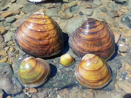 Five Pimpleback mussels in shallow water with stone bed